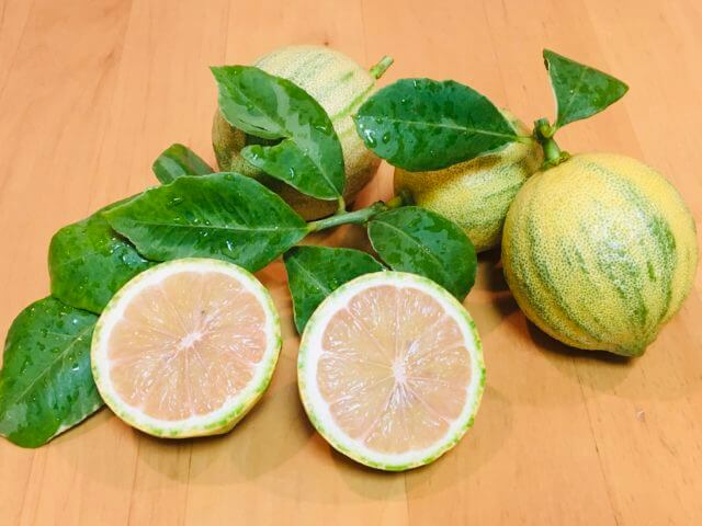 レモンの木の冬越し 鉢植えレモンの冬の手入れと育て方 室内栽培 春のレモンの剪定について Balcofarm ベランダガーデニングのブログ