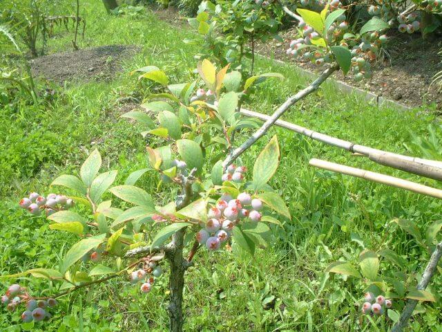ブルーベリーの育て方 ブルーベリーの鉢植え 植え替えと剪定の時期など育て方のポイント Balcofarm ベランダガーデニングのブログ