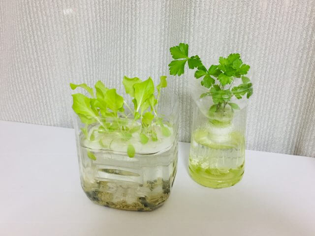 レタス類 サニーレタス リーフレタス の簡単ペットボトル水耕栽培の方法