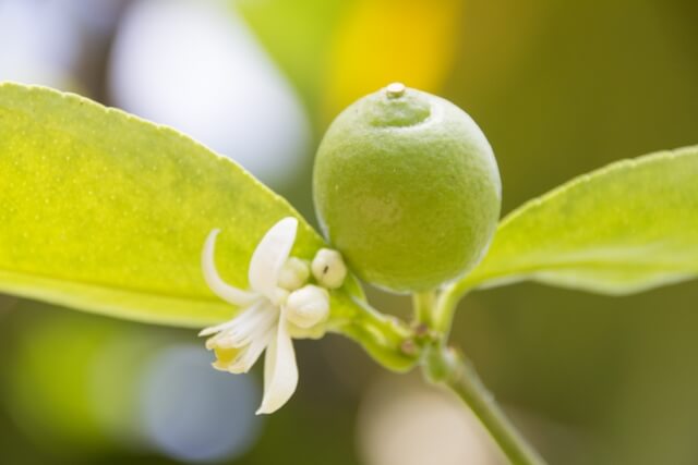 レモンの木の育て方 鉢植えレモンの冬の手入れ 冬越しと室内栽培 春の剪定について Balcofarm ベランダガーデニングのブログ