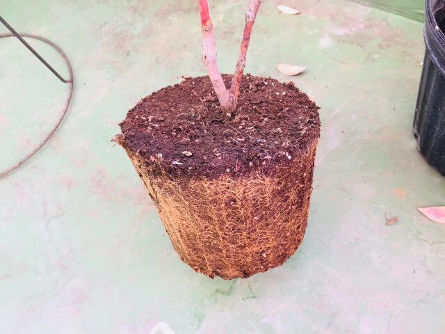 ブルーベリーの植え替え時期と根洗い 根切り 土に混ぜる肥料とは