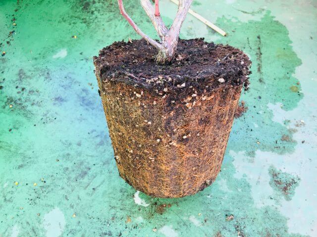 ブルーベリーの植え替え時の根洗い 根切り ブルーベリーの植え替え時期について Balcofarm ベランダガーデニングのブログ