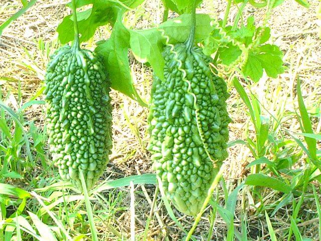 ゴーヤ栽培をプランターで楽しむ ゴーヤの栽培の時期と育て方 重要な摘心について Balcofarm ベランダガーデニングのブログ