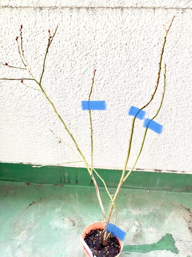 ブルーベリーの剪定の時期 品種ごとの枝と花芽の剪定方法とは