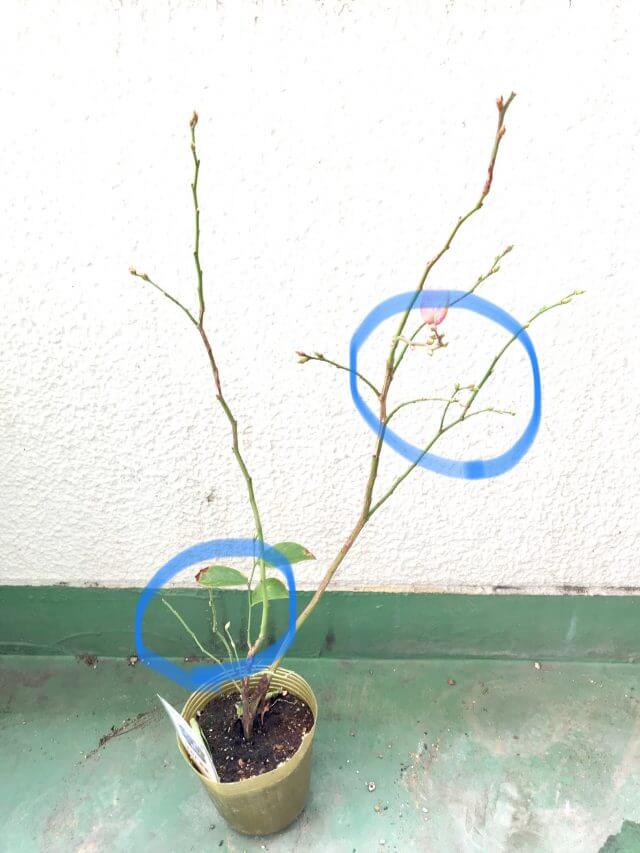 ブルーベリーの剪定 適した時期や品種ごとの枝と花芽の剪定方法 Balcofarm ベランダガーデニングのブログ