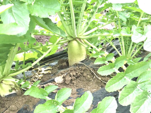 大根の葉の栄養と保存方法 ダイエットにもおすすめの大根めしや大根サラダ Balcofarm ベランダガーデニングのブログ