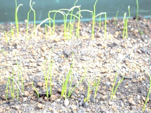葉ネギ 芽ネギの水耕栽培 プランター栽培と水耕栽培が簡単なおすすめ品種と種まき間引き 水耕栽培で最短５日で収穫する方法とは Balcofarm ベランダガーデニングのブログ