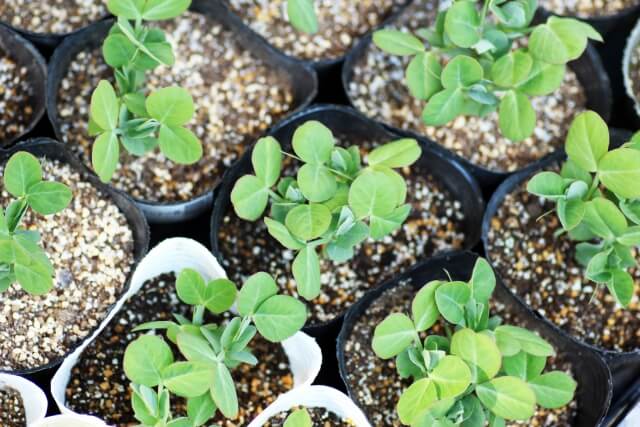 つるなしスナップエンドウのプランター栽培は支柱立てが簡単 つるありとの違いは Balcofarm ベランダガーデニングのブログ