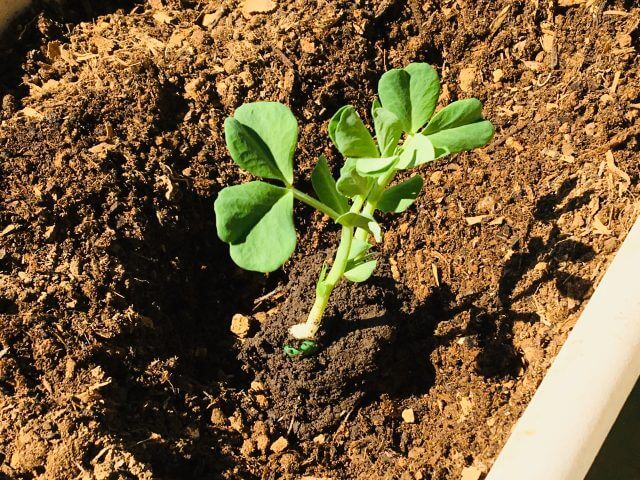 つるなしスナップエンドウのプランター栽培は支柱立てが簡単 つるありとの違いは Balcofarm ベランダガーデニングのブログ