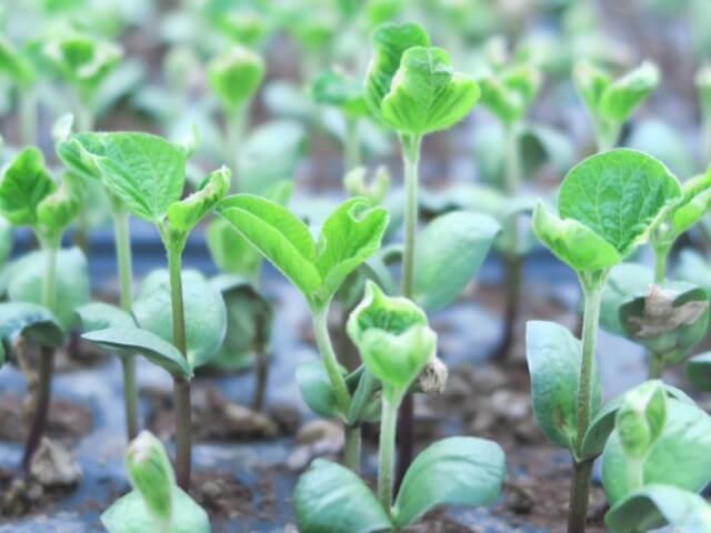 枝豆栽培の摘心 断根と育て方の基本 摘心 断根それぞれのメリット デメリット