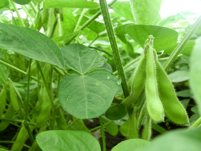 枝豆栽培の摘心 断根と育て方の基本 摘心 断根それぞれのメリット デメリットと失敗のポイント Balcofarm ベランダガーデニングのブログ