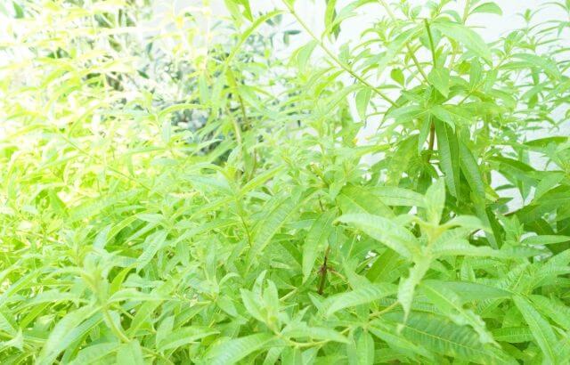 レモンバーベナの育て方 苗から挿し木 冬越し 収穫した葉の使い方とその効能とは Balcofarm ベランダガーデニングのブログ
