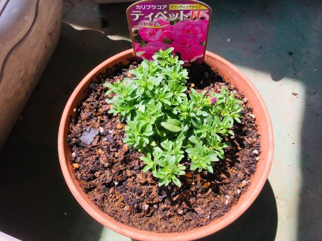 カリブラコアの育て方 ペチュニア サフィニアとの違い 挿し芽や種まきの方法 Balcofarm ベランダガーデニングのブログ