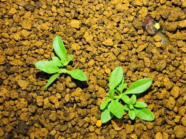 カリブラコアの育て方 ペチュニア サフィニアとの違い 挿し芽や種まきの方法 Balcofarm ベランダガーデニングのブログ