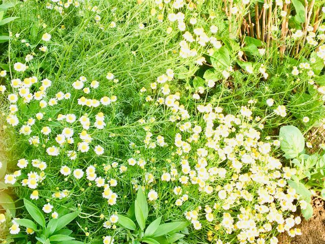 カモミールの育て方 種まき 発芽 苗 花の収穫まで Balcofarm ベランダガーデニングのブログ
