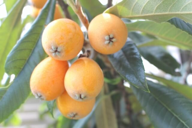 びわの育て方 ベランダでも育つ鉢植えびわの剪定や種まき 一枝に実は何個つける Balcofarm ベランダガーデニングのブログ