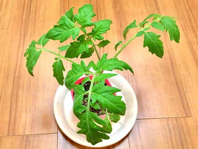 ミニトマトの育て方 枯れた葉の扱い方と剪定 摘心 脇芽かきについて Balcofarm ベランダガーデニングのブログ