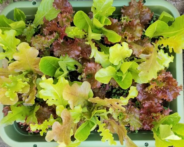 レタスのプランター栽培 おすすめリーフレタスの種類と育て方 Balcofarm ベランダガーデニングのブログ