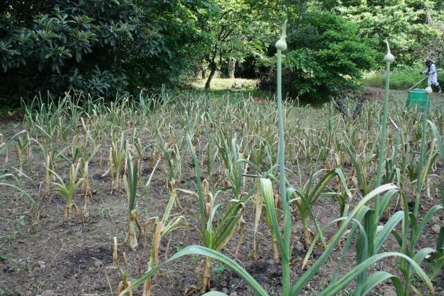 にんにくの栽培 プランターでの育て方 栽培時期と肥料 にんにくが大きくならない対策について Balcofarm ベランダガーデニングのブログ