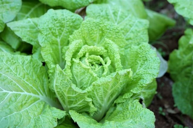 白菜栽培の失敗 白菜が結球しない原因と対策 白菜の育て方 施肥と種まき時期について Balcofarm ベランダガーデニングのブログ