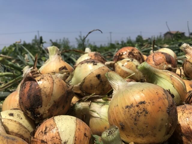 玉ねぎ栽培の水やりと追肥 玉ねぎの上手な育て方のポイントとは Balcofarm ベランダガーデニングのブログ