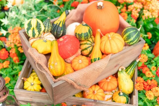 かぼちゃのプランター栽培の育て方 支柱で立体栽培すればスペース節約可能 Balcofarm ベランダガーデニングのブログ