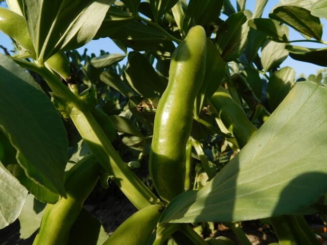 そら豆の育て方 栽培のコツは種まき 摘心 アブラムシ対策 Balcofarm ベランダガーデニングのブログ