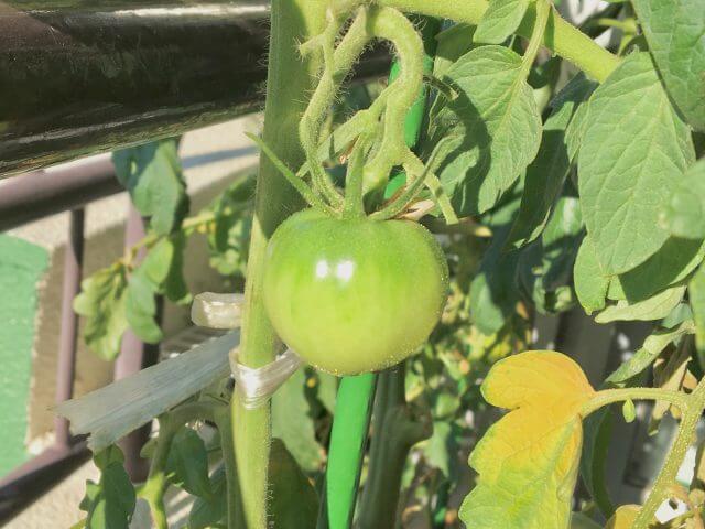 トマトの脇芽 挿し木について 脇芽取りと脇芽を育てるメリットとは Balcofarm ベランダガーデニングのブログ