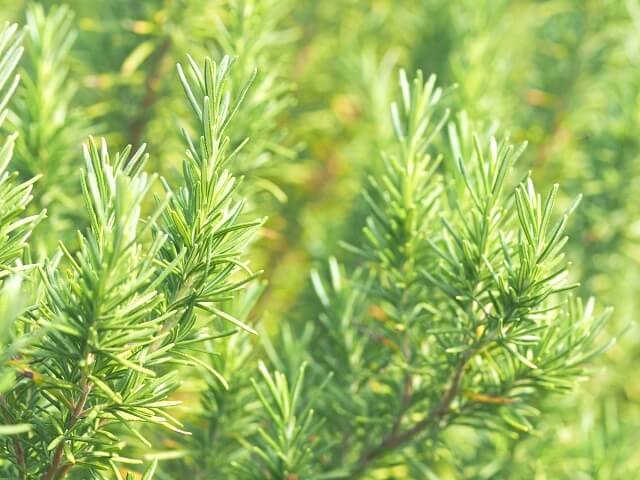ローズマリーの増やし方 挿し木は木質化の対策にもなるのでおすすめ Balcofarm ベランダガーデニングのブログ