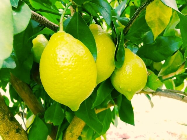 レモンの木