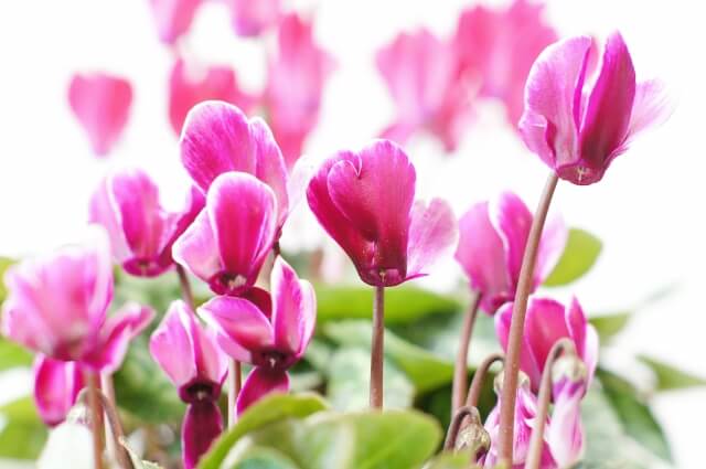 シクラメンの育て方 夏の手入れで翌年も花を咲かせる方法 Balcofarm ベランダガーデニングのブログ