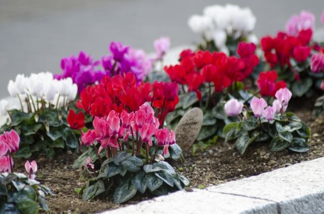 シクラメンの育て方 夏越しは難しいけど翌年も花を咲かせるには Balcofarm ベランダガーデニングのブログ