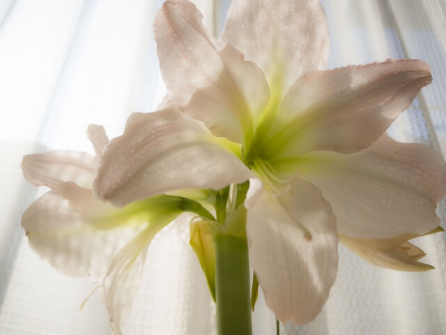 クリスマスにアマリリスの花を咲かせるアマリリスの育て方 開花促進処理の方法 Balcofarm ベランダガーデニングのブログ