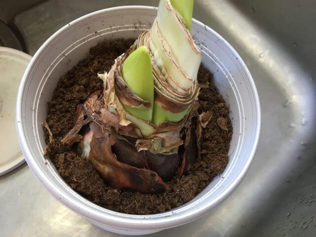 アマリリスの育て方 アマリリスの栽培セット 球根を元気に育てる方法とは Balcofarm ベランダガーデニングのブログ