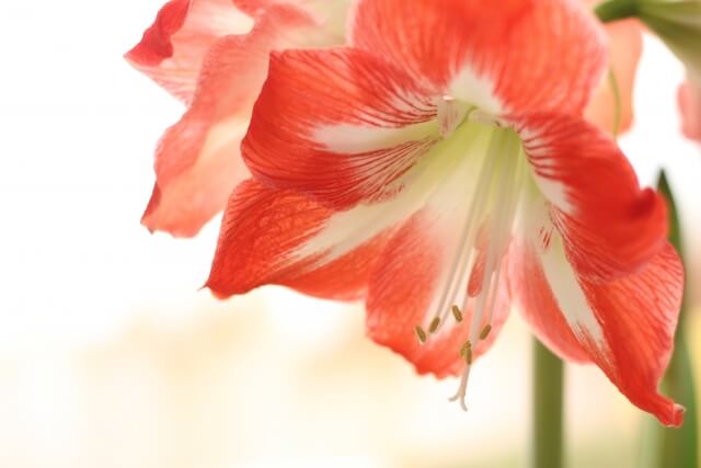 アマリリスの育て方 花が咲かない 葉だけになる原因と対策 Balcofarm ベランダガーデニングのブログ