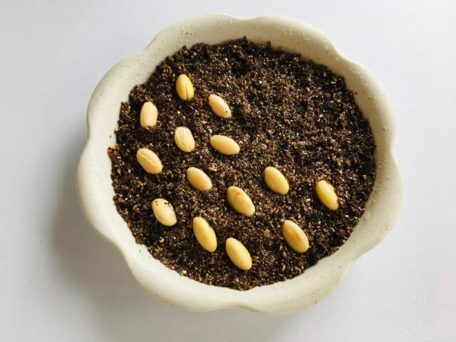 枝豆の芽が出ない 種まき失敗 豆が腐る その原因と対策 枝豆の失敗しない種まきのコツ Balcofarm ベランダガーデニングのブログ
