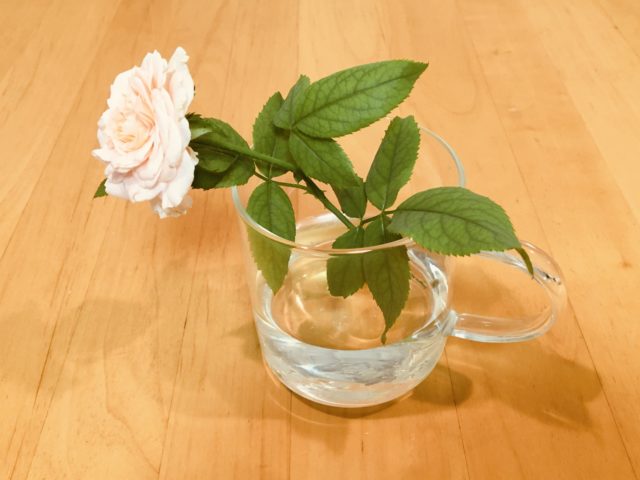 バラの挿し木の鉢上げ失敗の理由と適切な時期 バラの挿し木 水挿しの方法 Balcofarm ベランダガーデニングのブログ