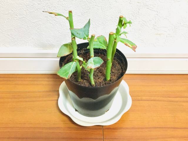 山椒の木の育て方 鉢植え山椒が枯れる6つの原因とは Balcofarm ベランダガーデニングのブログ
