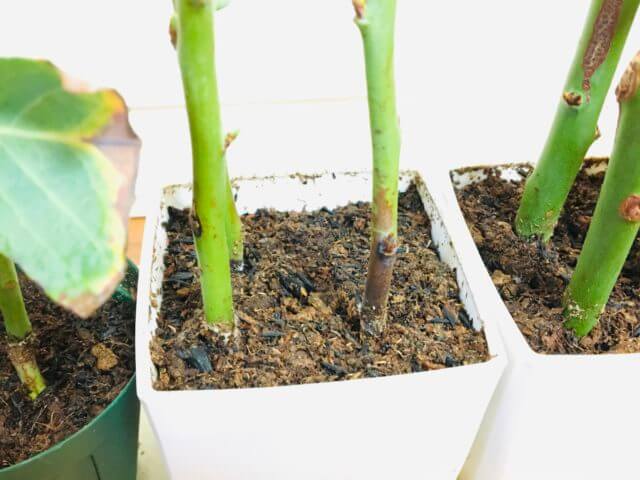 ブルーベリーの挿し木の失敗と成功 挿し木を発根させ苗を増やす方法 Balcofarm ベランダガーデニングのブログ