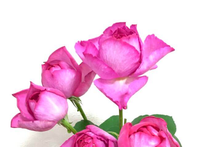 イブピアッチェ 香りのよいバラの育て方と品種の特徴 Balcofarm ベランダガーデニングのブログ
