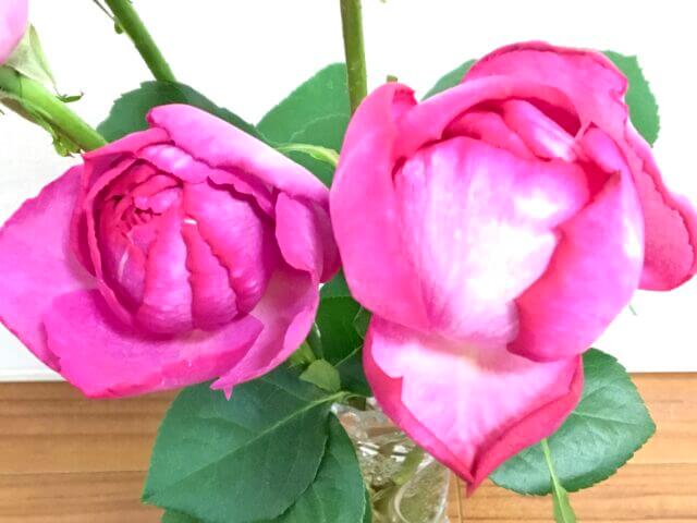 香りのよいバラ イブピアッチェの育て方と品種の特徴 Balcofarm ベランダガーデニングのブログ