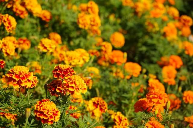 アマリリスの育て方 花が咲かない 葉ばかりしげる原因と対策 Balcofarm ベランダガーデニングのブログ