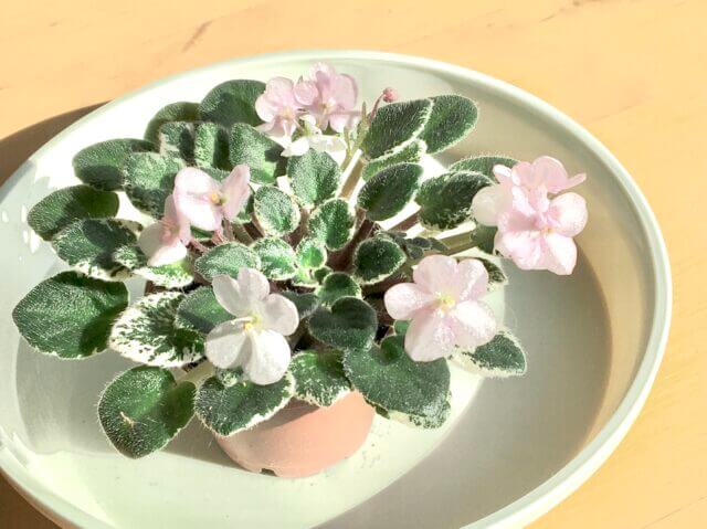 セントポーリアの種類と育て方 セントポーリアが枯れる原因no 1は Balcofarm ベランダガーデニングのブログ