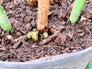 山椒の木の育て方 山椒が枯れる９つの原因 鉢植えは特に注意 Balcofarm ベランダガーデニングのブログ