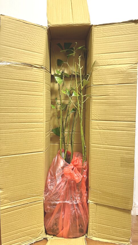 検疫を通過して無事届いたカシアシナモンの苗