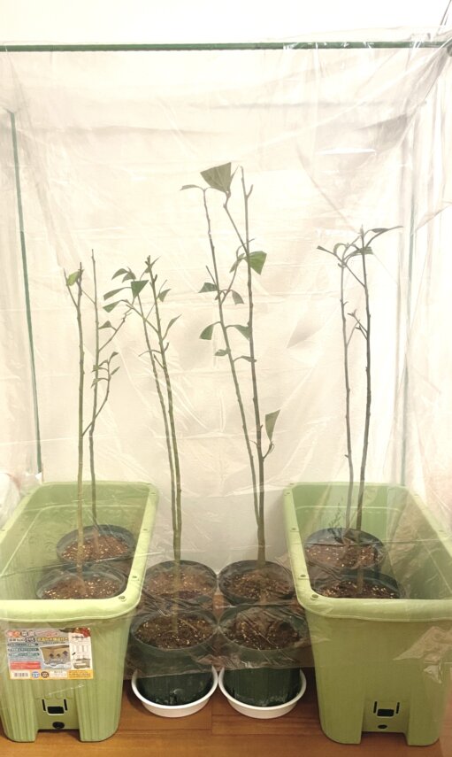 カシアシナモンの苗｜植え付け後はひたすら保湿