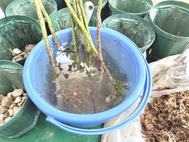 カシアシナモンの苗｜根を水につけて吸水させてるところ