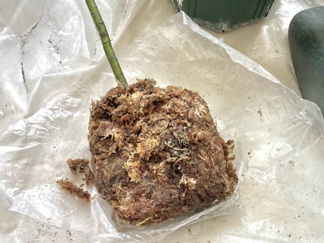 カシアシナモンの苗の根｜水苔でしっかり保水されて届きました！