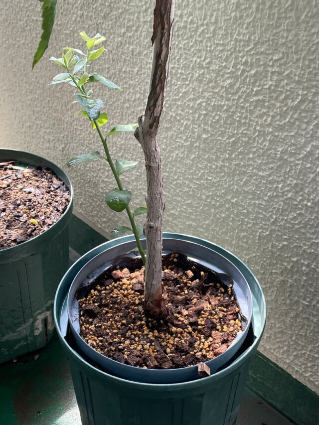 鉢植えブルーベリーの夏枯れ対策|鉢を二重にする